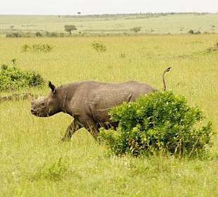 Sehr selten zu sehen, muß man Glück haben