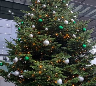 Weihnachtsbaum