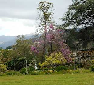Palheiro Gardens