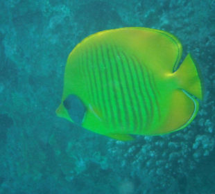 Aufnahme am Hausriff