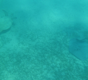 Schildkröte, Rochen Hausriff