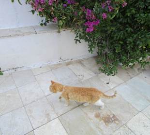  Kloster Paleokastritsa