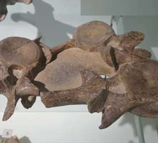 Fossiliensammlung im Museum des Klosters