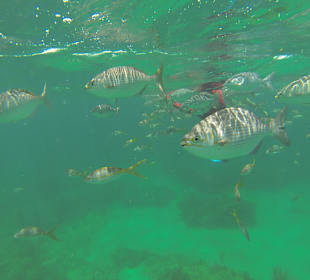 Fischi