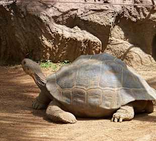Älter als wir Menschen werden können