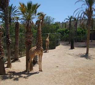 Oasis Park, La Lajita