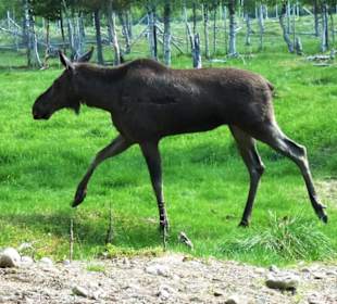 Hungriger JUngelch auf der Zielgerade zum Fresspla
