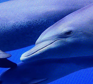 Ganz nah mit den Delfinen 