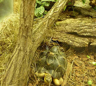 Madagassische Strahlenschildkröte 