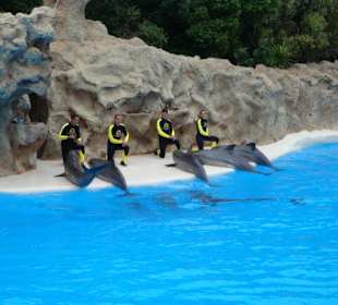 Shows und Unterhaltung