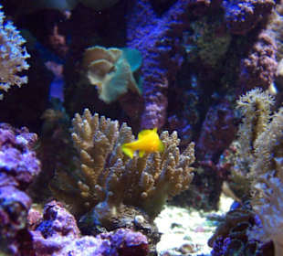 Kleines Aquarium mit schönen Korallen