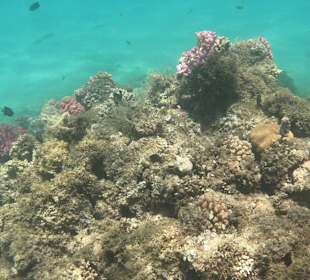 Tauchbasis Tauchen unter Freunden