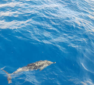 Katamaran Tour Jandia