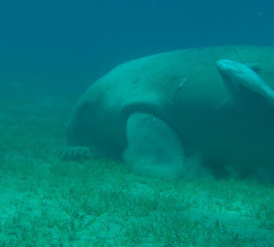 Tauchen mit Dugong