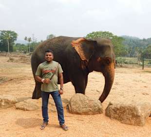 Elefantenwaisenhaus Guide Dinesh Suranga