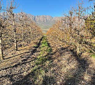 Panorama Farm