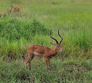 Impalas