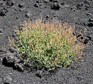 Etna - die Natur holt sich zurück, was genommen