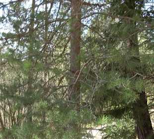 Baumlehrpfad Sontheim