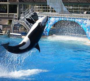 Shamu Show