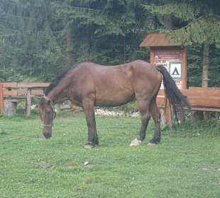 Parcul Natural Apuseni