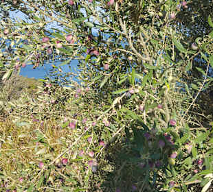 Wandern Kusadasi