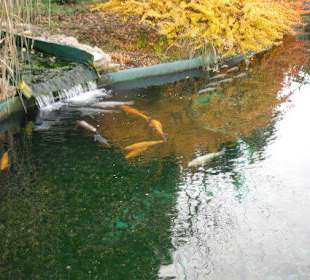 Koi-Karpfen Außenbecken