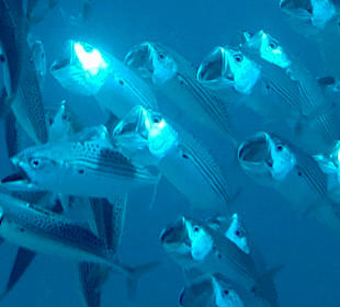 Schnorcheln Marsa Alam