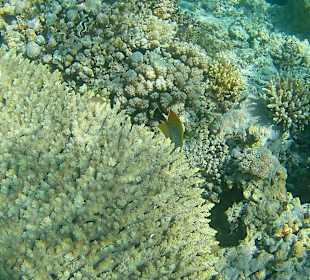 Schnorcheln Hurghada