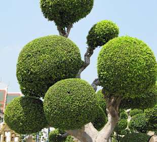 Kugelbäume