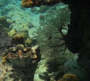 Andaman Snorkel Discovery