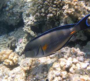 Рыбы Макади