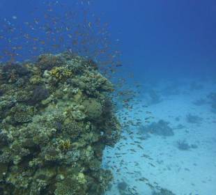 Tolle Korallenriffe in Hurghada.