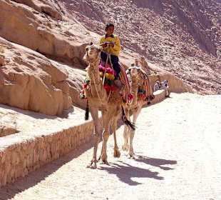 Junger Kamelreiter