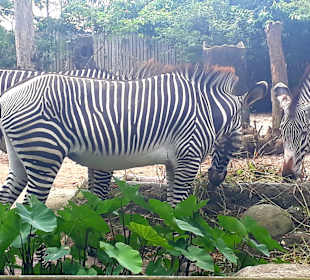 Singapur Zoo