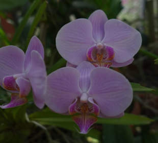 Orchidee