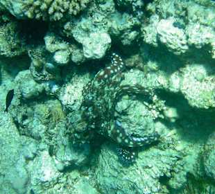 "Gemeiner Riffkrake"