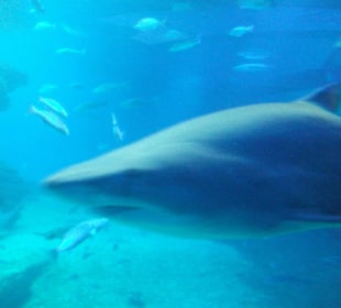 Hai, in echt noch größer.