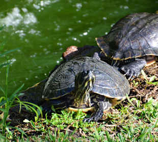 Wasserschildkröten im Green Golf
