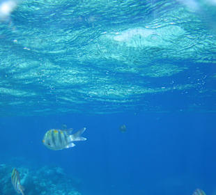 Unterwasserwelt vor Ort