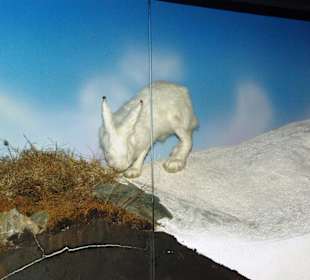 Schneehasen