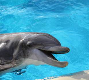 Delfine im Secret Garden