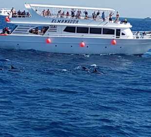 Delfin- und Schnorcheltour