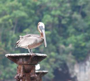 Nationalpark Los Haitises