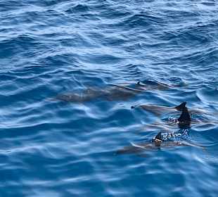 Delfin Tour Marsa Alam