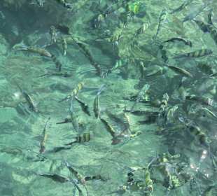 Snorkeling