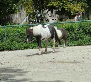 Shetland Pony
