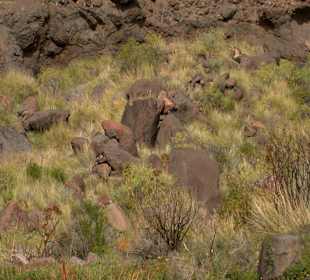 Roślinność Gór Gran Canaria