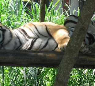 В зоопарке Бали