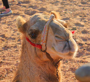 Cammello
